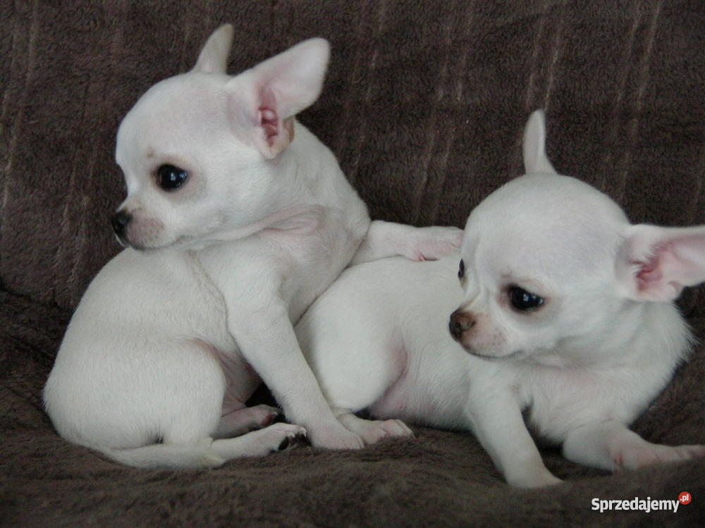 biały pies łat na imię ma o opolskie Brzeg