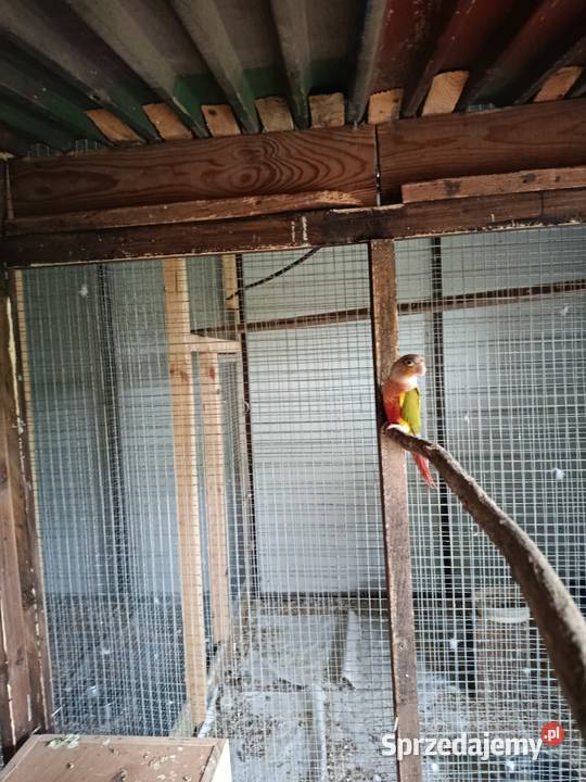 Rudosterki Ptaki Pawonków