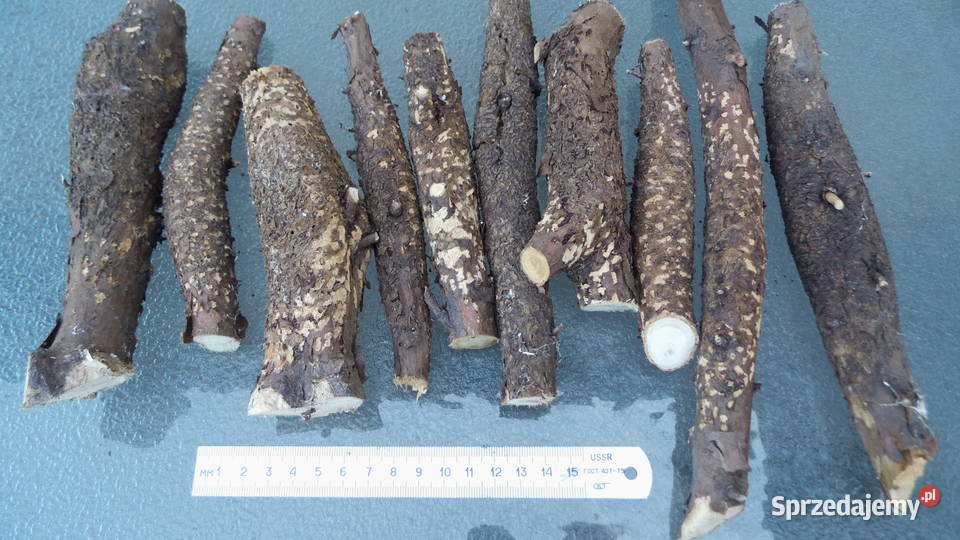 Noże Bagnety Oprawa Czeczota Kap Radzewice sprzedam