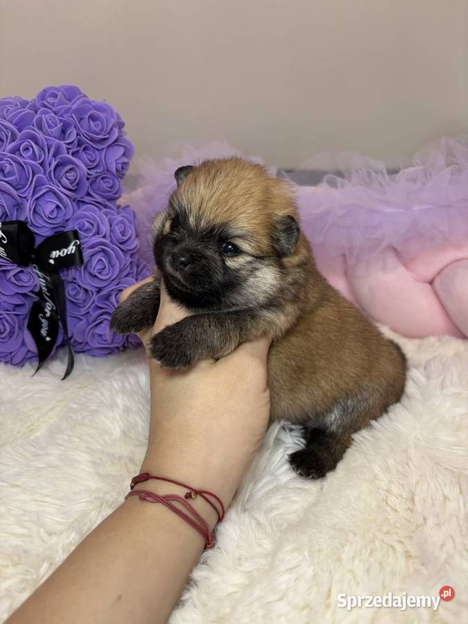 Sunia mini szpic miniaturowy pomeranian Orange łódzkie Bełchatów