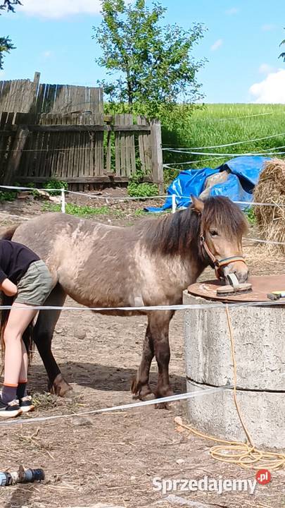 Zmieni stajnie klacz kuca Grzybno sprzedam