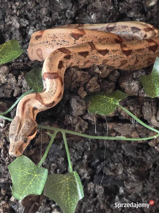 Sprzedam Terrarium z Boa Gady i płazy Jastrzębie-Zdrój