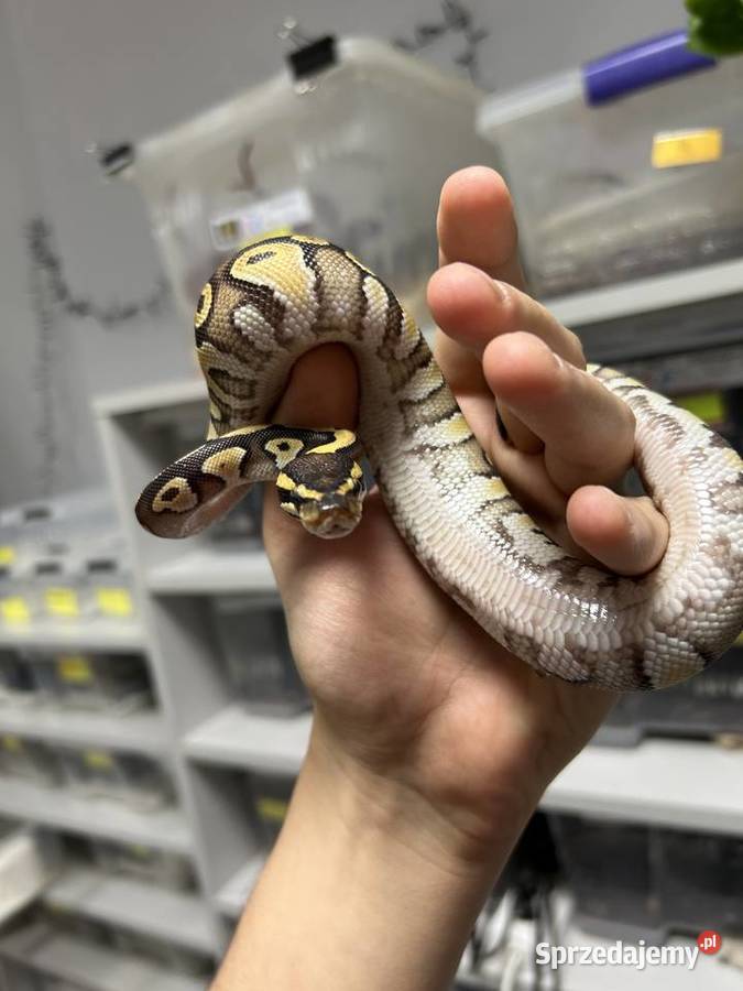 WĄŻ Pyton Królewski samica Enchi MojavePhantom Gniezno