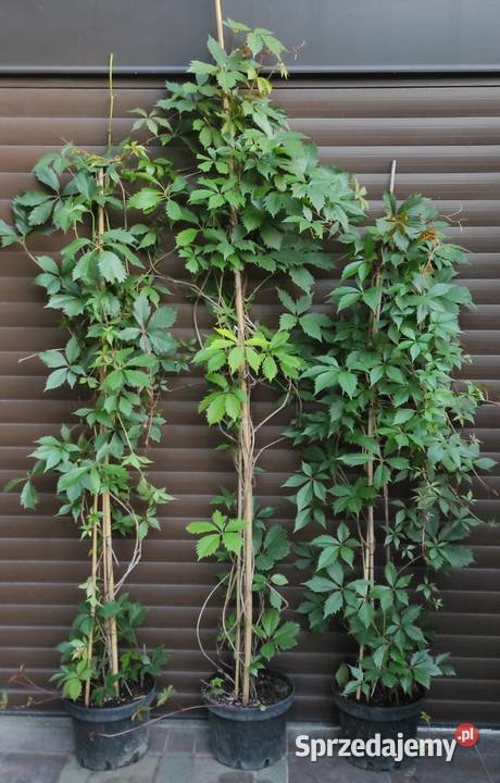 Pnącze Winobluszcz Pięciolistkowy 34 m Jasieniec