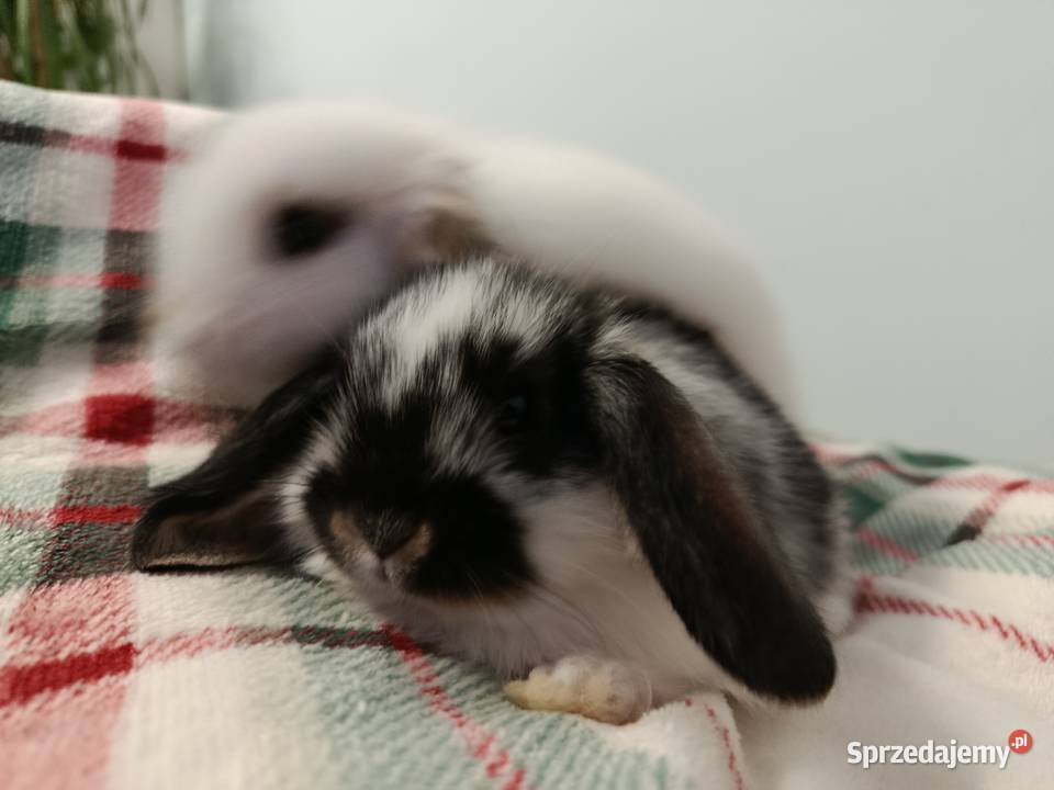 Króliczki mini lop domowa hodowla Lipka