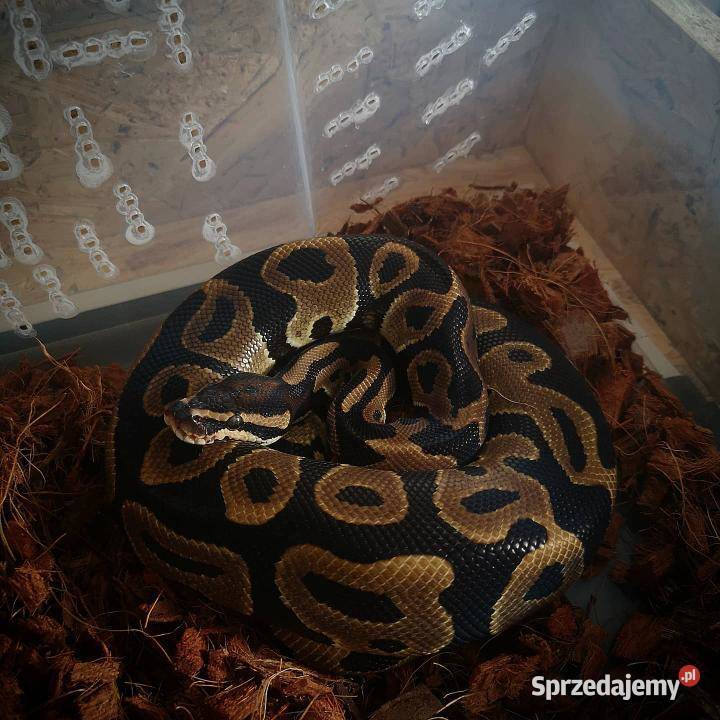 Pyton królewski odmiana Leopard Gniezno
