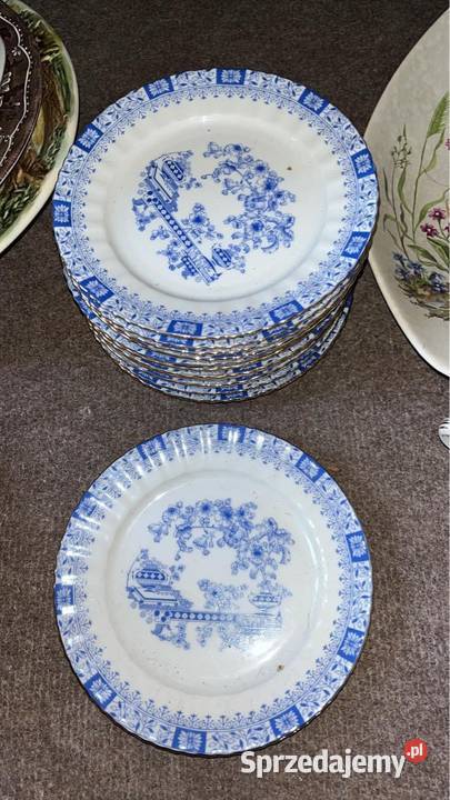 Mlecznik China Blau Niższy Gdańsk