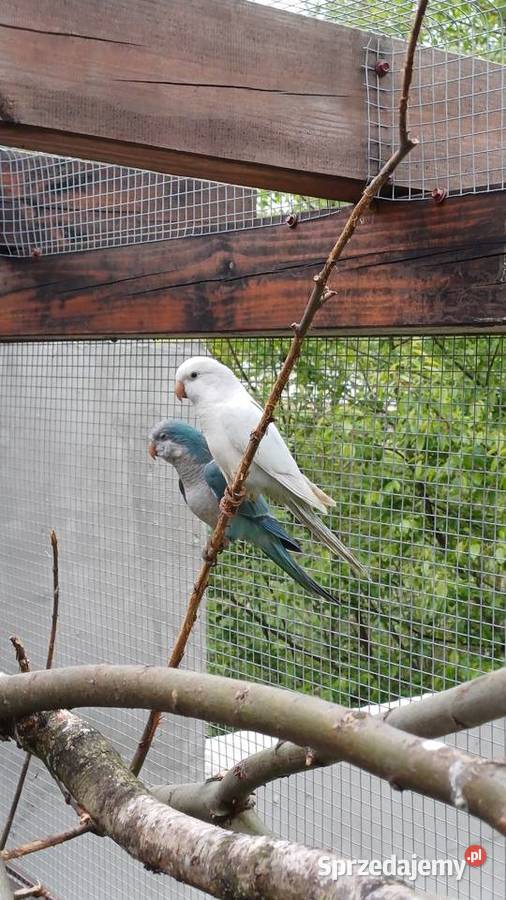 Mnichy nizinne nierozlaczki Stalowa Wola sprzedam