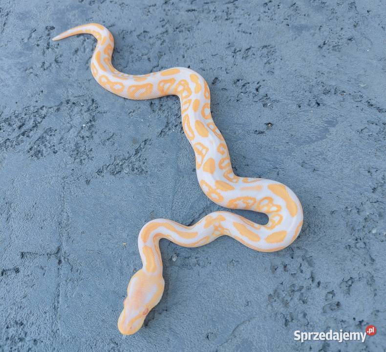 Albino Black Pastel samiec Pyton Królewski mazowieckie Warszawa
