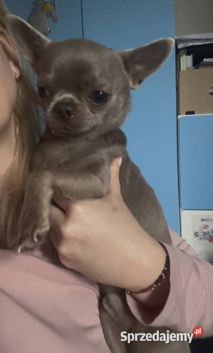 Pies Chihuahua liliowy badania DNA zdrowy 2 lata Bełchatów