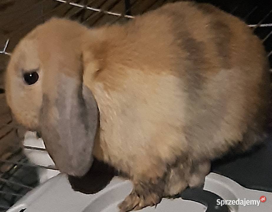 Króliczek mini lop Radzymin