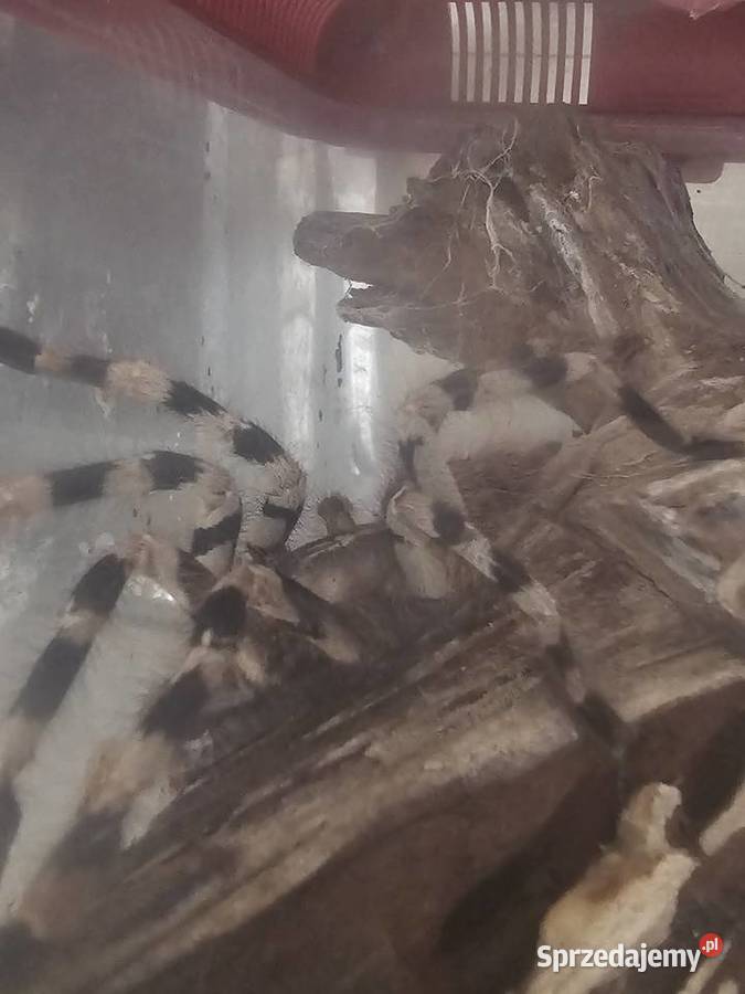 Poecilotheria formosa samica ok 4dc Pozostałe