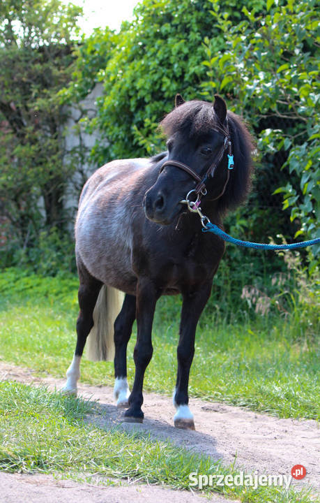 13letnia klacz kuca szetlandzkiego z