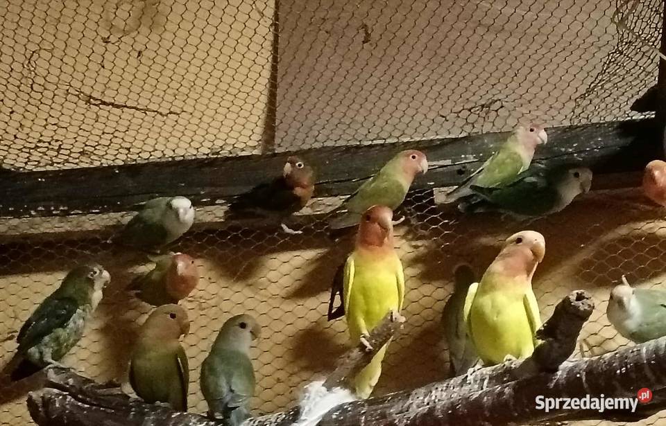 Sprzedam papużki nierozłączki Gdynia