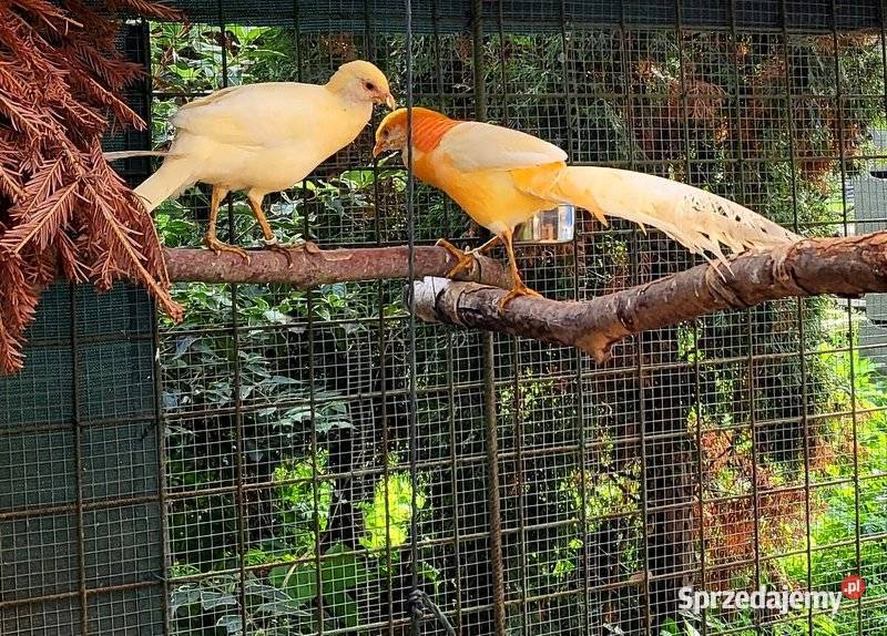 Sprzedam Bażanty bażantach brzoskwiniowych z Gostyń