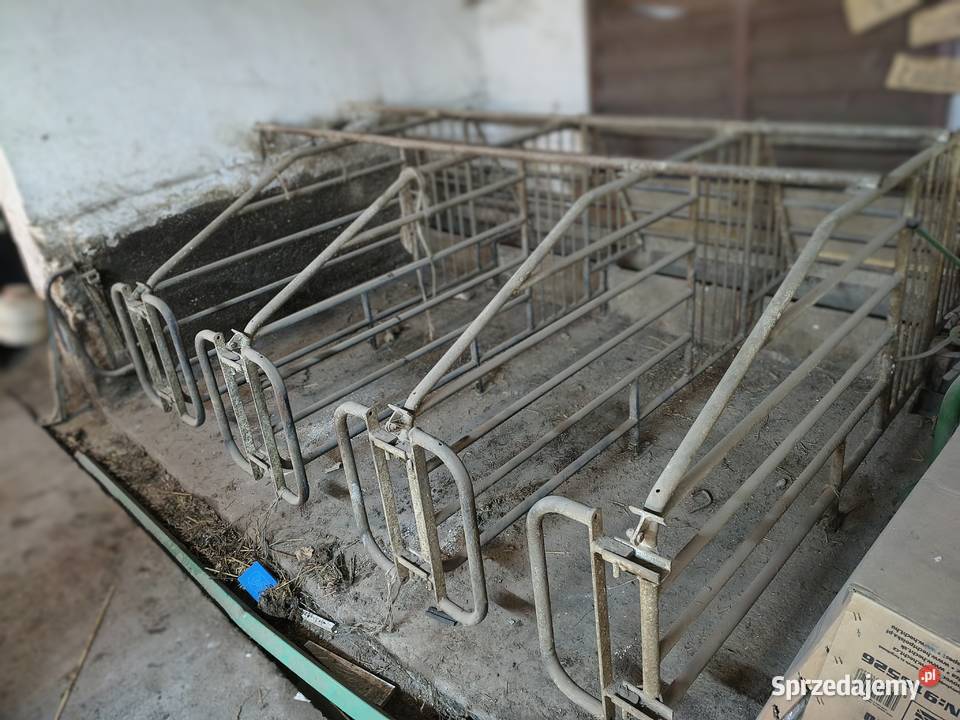 Kojce pojedyńcze loch klatka loc Warszewice