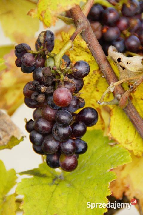 Winorośl winogrono bezpestkowe Ukraińskie śląskie Knurów