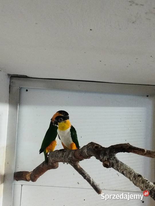 Barwinki czarnogłowe sprzedam