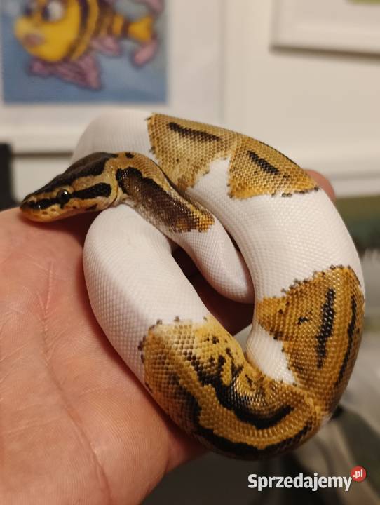 Sprzedam węża samiec pied piebald pyton regius sprzedam
