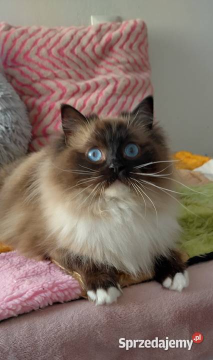 Kotka roczna ragdoll Ragdoll dolnośląskie sprzedam