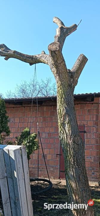 Sprzedam orzech włoski