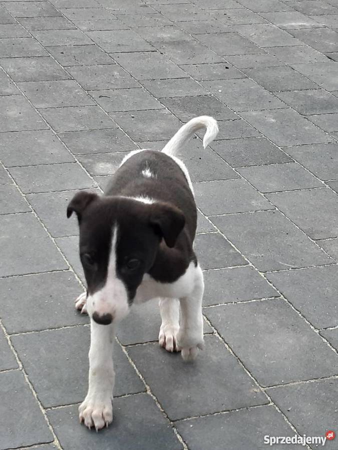 Chart polski śliczne szczenięta Żelechów