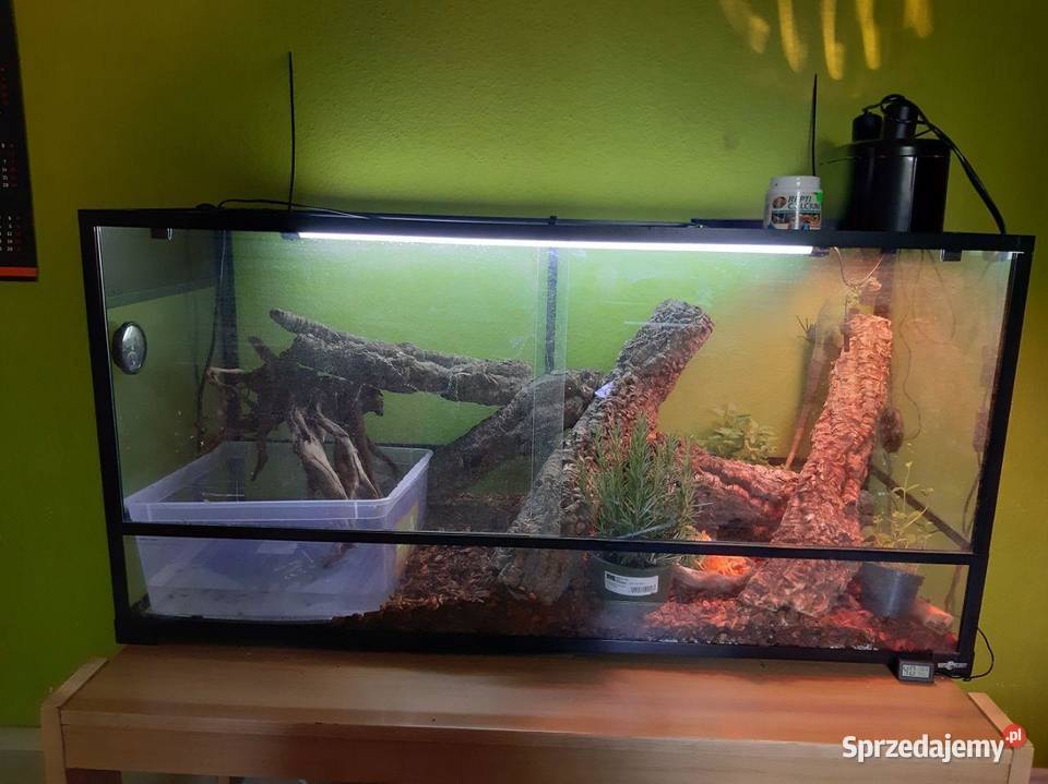 Sprzedam Legwana z całym wyposażeniem Szczecin