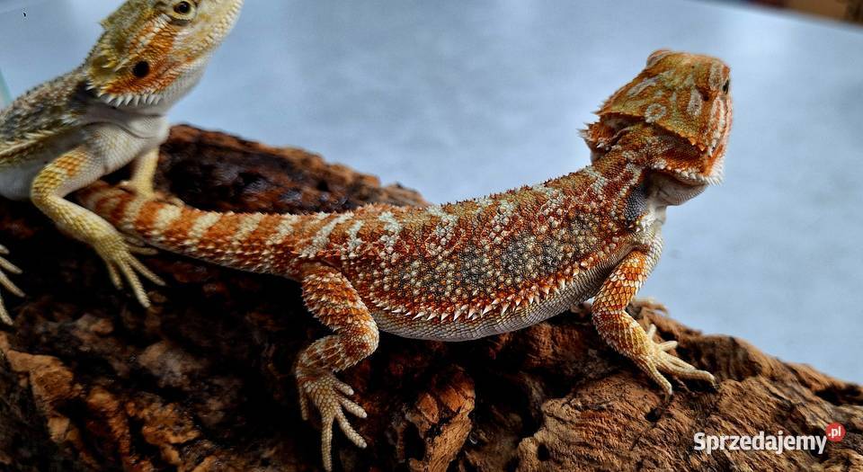 Agama brodata samiczka Gady i płazy Wołomin