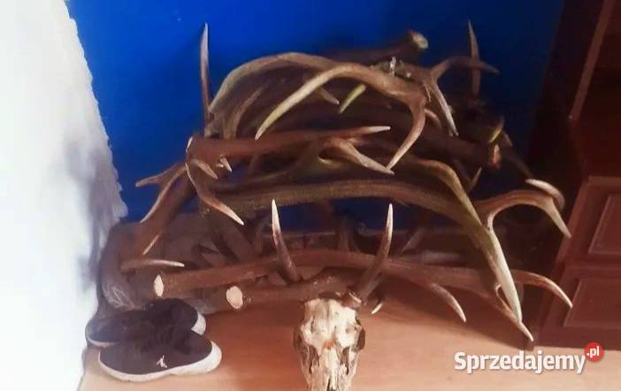 Zrzutyporożawieniec Bielsko-Biała