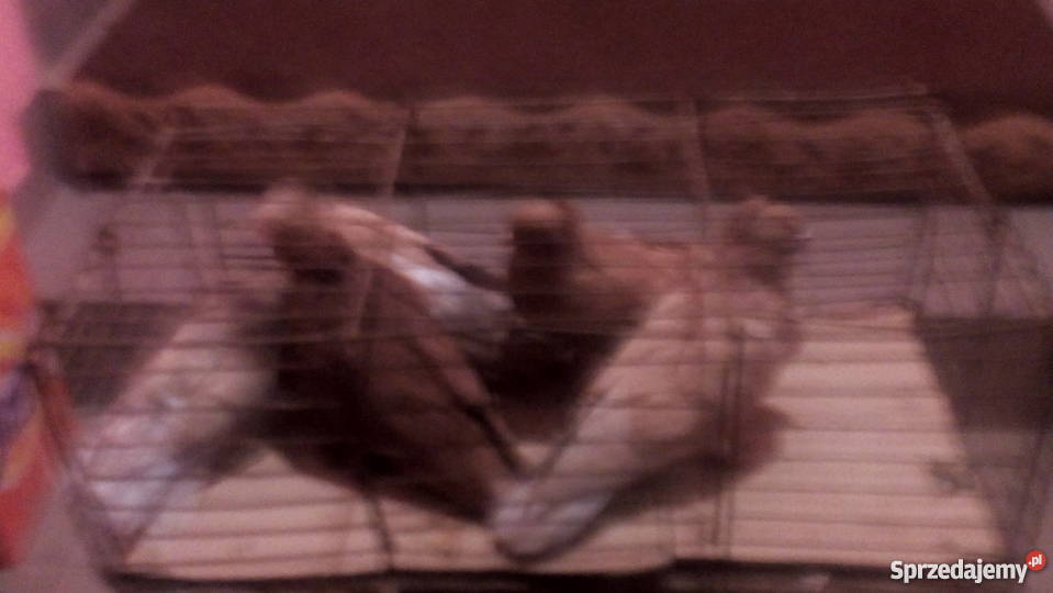 Gołembie ozdobne Tokarówka