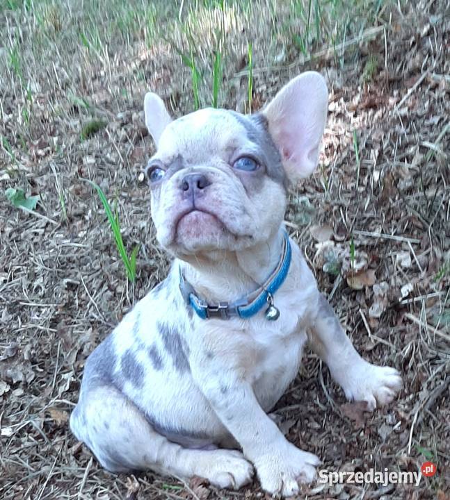 Buldog francuski pieski Buldog Pabianice