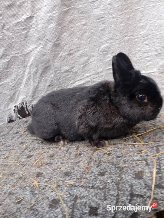 Sprzedam króliczki karzełki czarne szare havana sprzedam