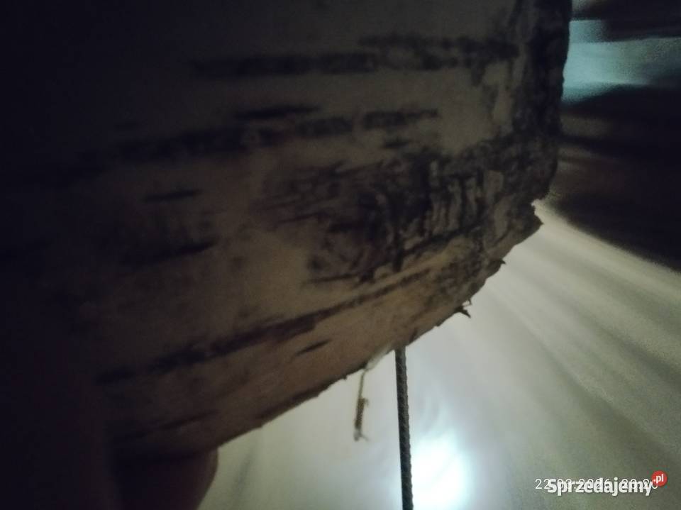 Kwietnik prawdziwe drzewo wysyłka Szubin