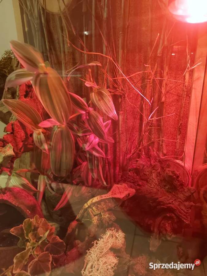 Terrarium felsuma gekon orzęsiony Opole