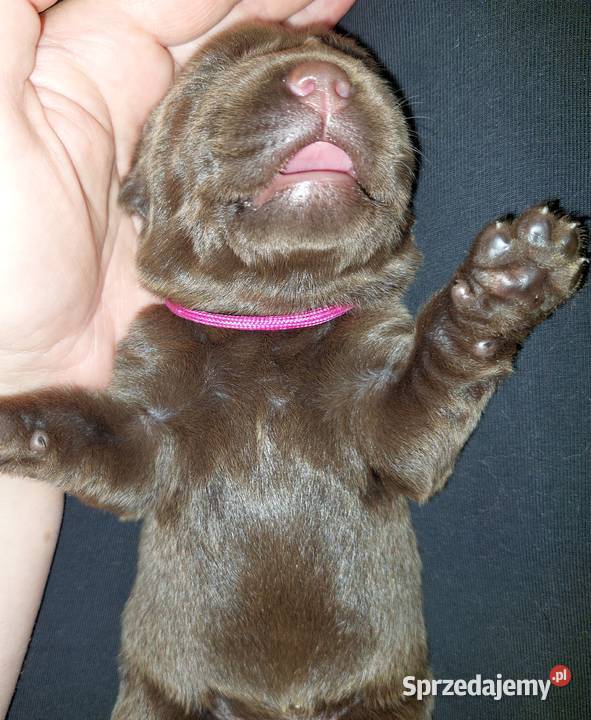 Labrador Retriever ZKwPFCI czekoladowe Szczawin