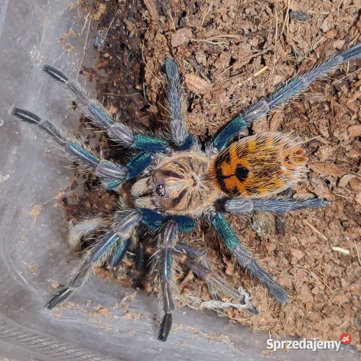 Chromatopelma Cyaneopubescens L3 NS Kraków