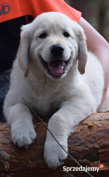 Szczenię Golden Retriever ZKWP FCI mazowieckie sprzedam