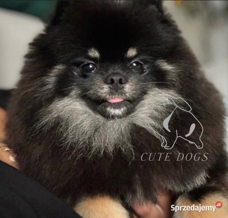 Szpic minaturowy Pomeranian Boo