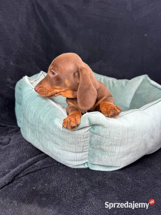 jamnik miniaturowy choco tan Szczecin