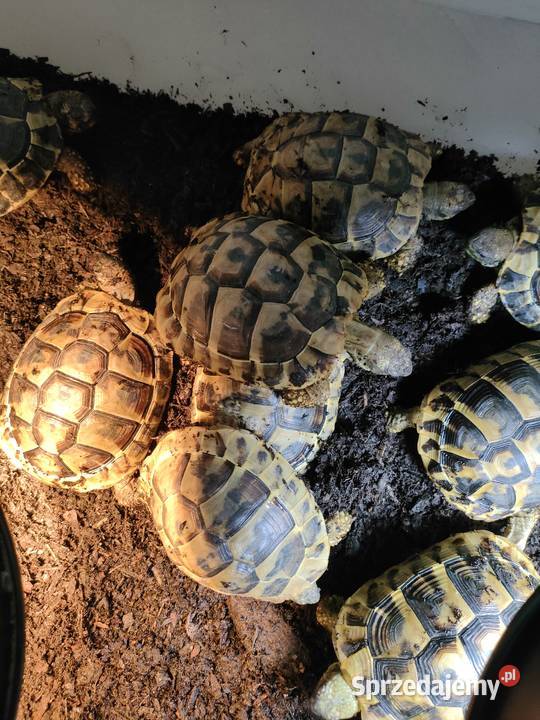 żółw Grecki Żółw Olsztyn samiec samica Cites 357