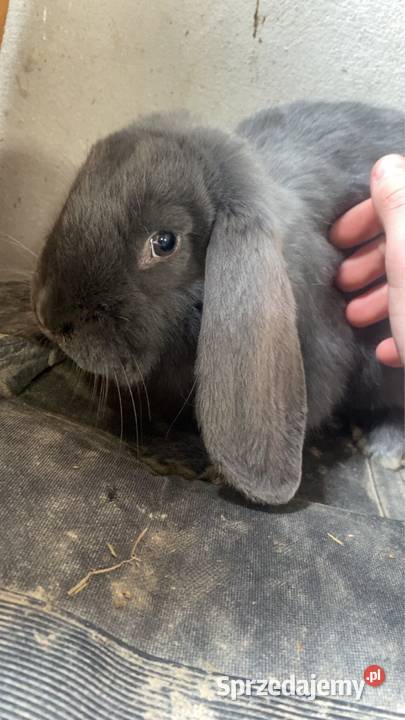 Króliki barany francuskie niebieskie samiczki