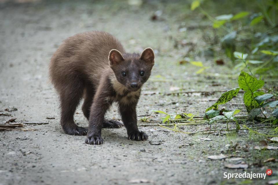 Kuna montaż pastuch Nysa Ciechanów Sieradz Wrocław