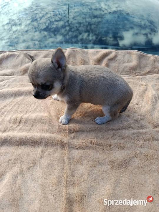 Śliczne szczeniaki chihuahua mazowieckie