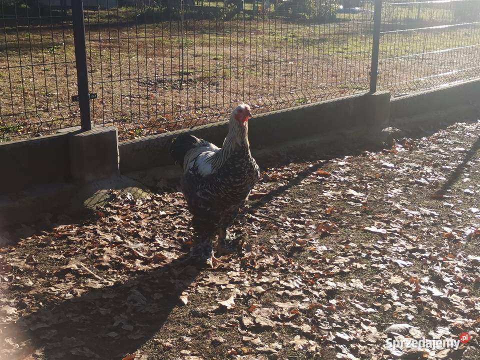 Kury Brahma olbrzymia małopolskie Jodłówka-Wałki