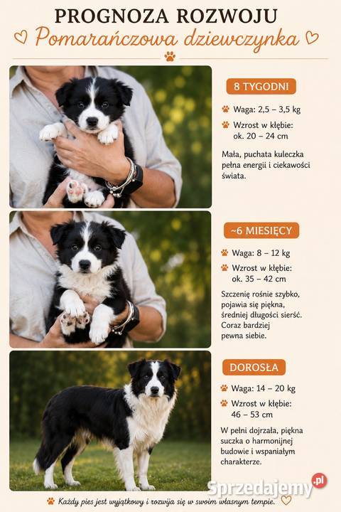 Szczenięta Border Collie FCI przebadanych Monkinie