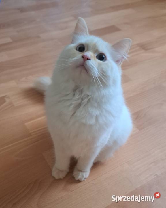 Kocur kremowy neva masquerade kot syberyjski Chrząstowice