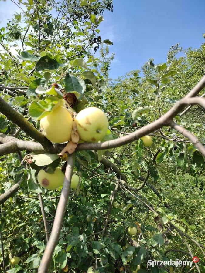 Gruszki ekologiczne mazowieckie Radom sprzedam