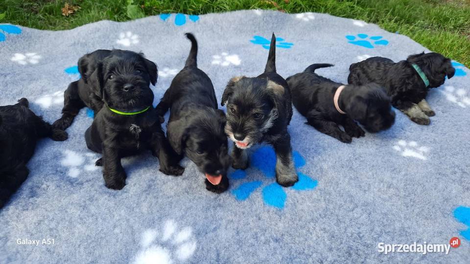 Sznaucer miniaturowy Warszawa