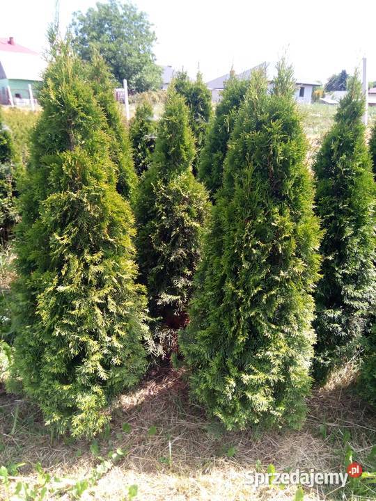 Tuja szmaragd szmaragdowa tuje thuja smaragd Gorlice