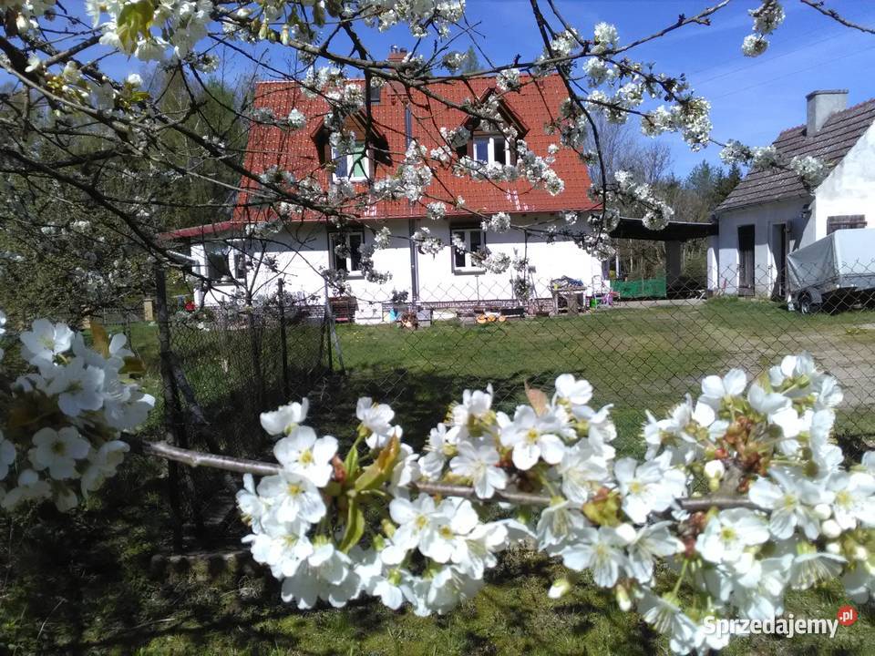 Dom pod lasem w cichym i spokojnym miejscu drewniane zachodniopomorskie Mirosławiec